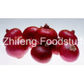 2016 New Crop Fresh Red Onion with High Quality